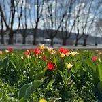 Rheinblick - Park And 