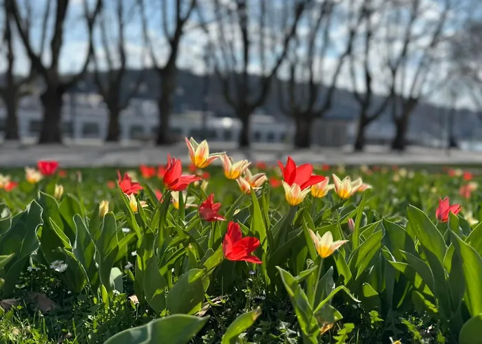 Rheinblick - Park And 